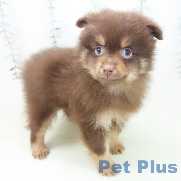 ポメラニアンの写真2