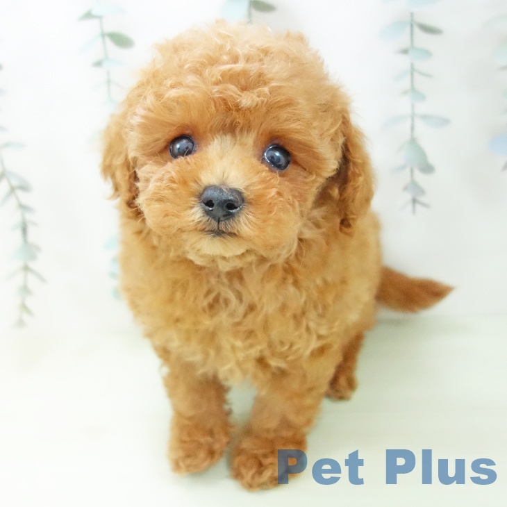 トイ・プードル