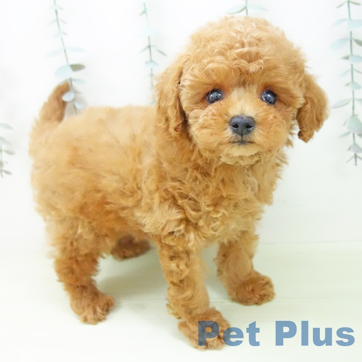 トイ・プードルの写真2