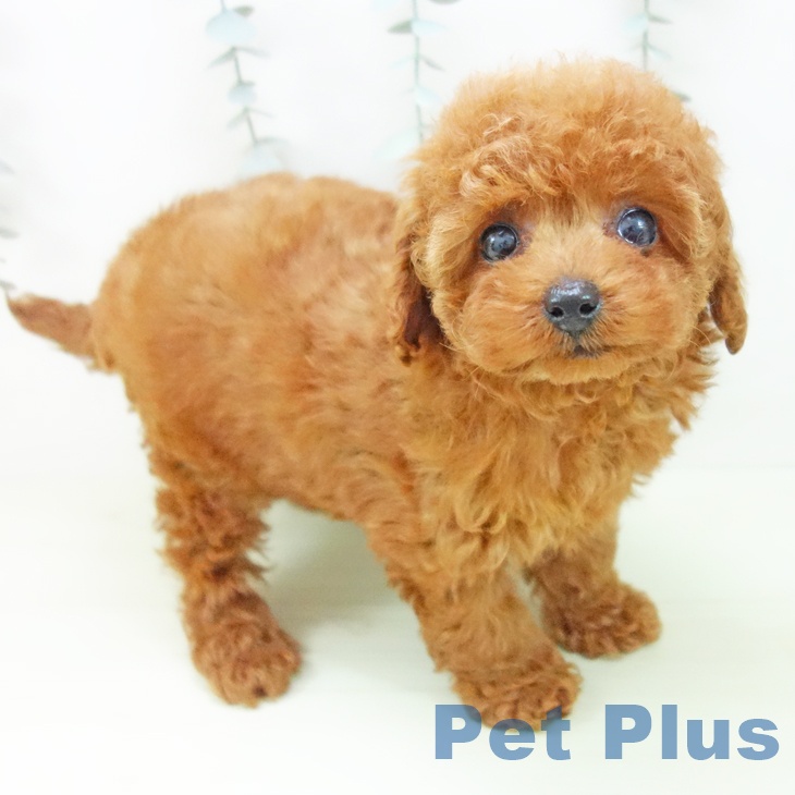 トイ・プードル