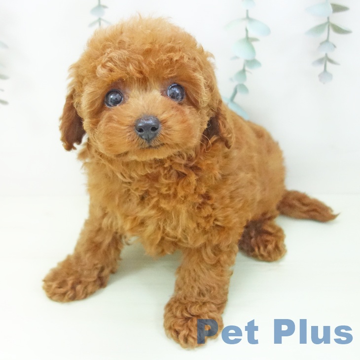 愛知県のトイプードル(トイ) (ペットプラス ナゴヤドーム前店/2026年2月1日生まれ/女の子/レッド)の子犬の2枚目の画像