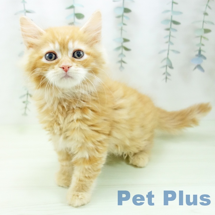石川県のラガマフィン (ペットプラス 新小松店/2026年2月1日生まれ/男の子/レッドタビー)の子猫の1枚目の画像