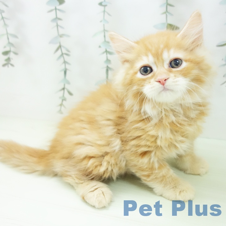 石川県のラガマフィン (ペットプラス 新小松店/2026年2月1日生まれ/男の子/レッドタビー)の子猫の2枚目の画像