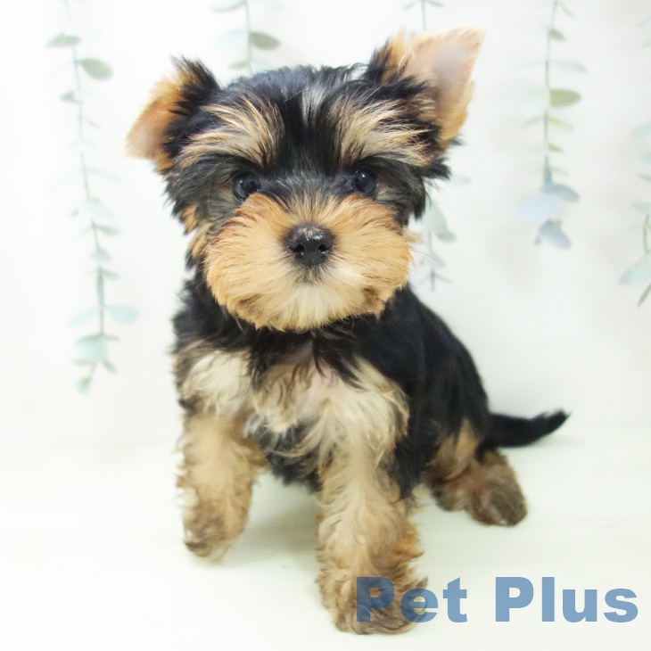 富山県のヨークシャーテリア (ペットプラス 高岡店/2026年1月24日生まれ/女の子/スチールブルータン)の子犬の1枚目の画像