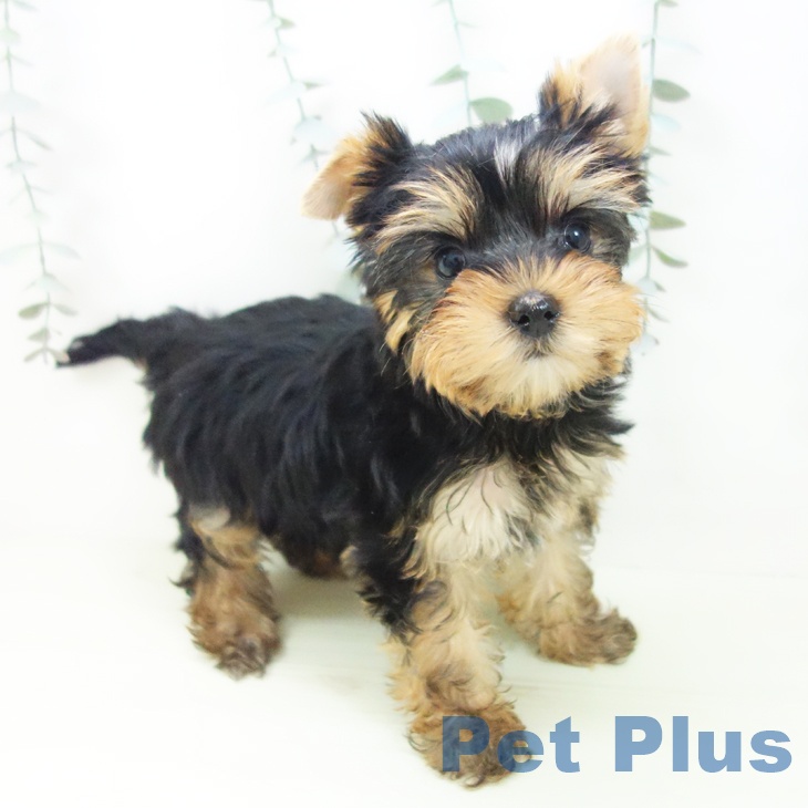 富山県のヨークシャーテリア (ペットプラス 高岡店/2026年1月24日生まれ/女の子/スチールブルータン)の子犬の2枚目の画像
