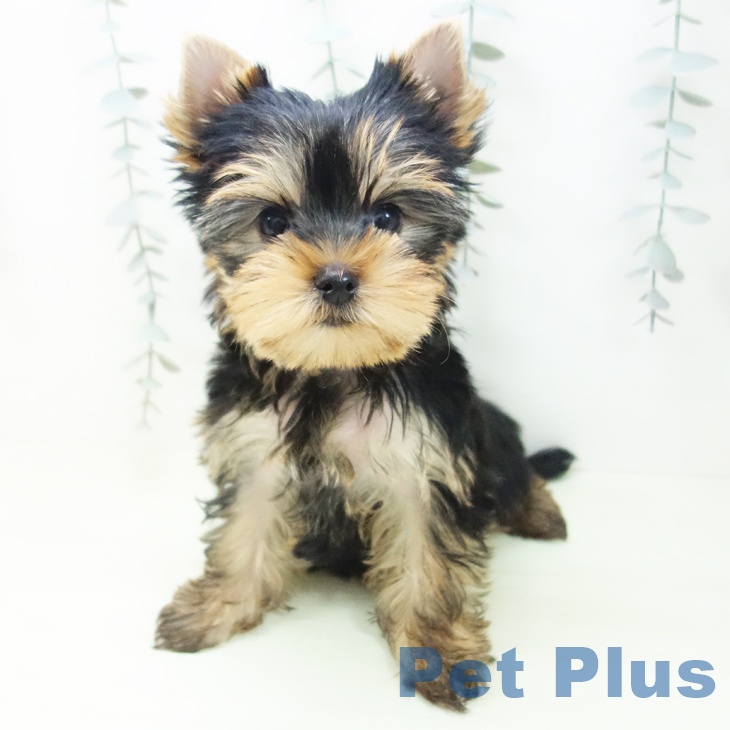 愛知県のヨークシャーテリア (ペットプラス イオンモール長久手店/2026年1月24日生まれ/女の子/スチールブルータン)の子犬の1枚目の画像