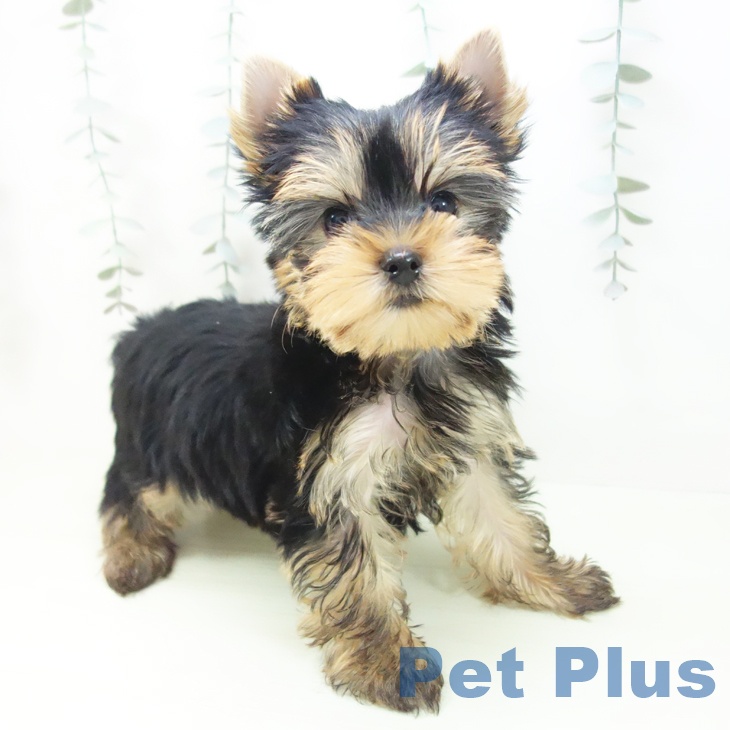 愛知県のヨークシャーテリア (ペットプラス イオンモール長久手店/2026年1月24日生まれ/女の子/スチールブルータン)の子犬の2枚目の画像