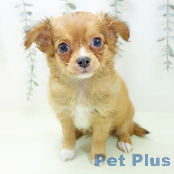 石川県のチワワ(ロング) (ペットプラス かほく店/2026年2月2日生まれ/男の子/フォーン)の子犬の1枚目の画像