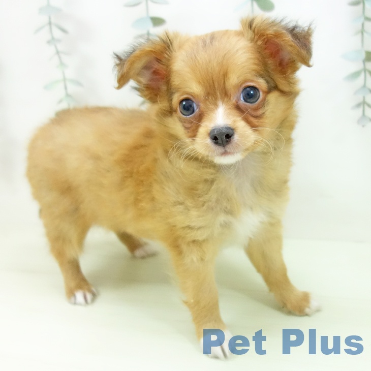 石川県のチワワ(ロング) (ペットプラス かほく店/2026年2月2日生まれ/男の子/フォーン)の子犬の2枚目の画像