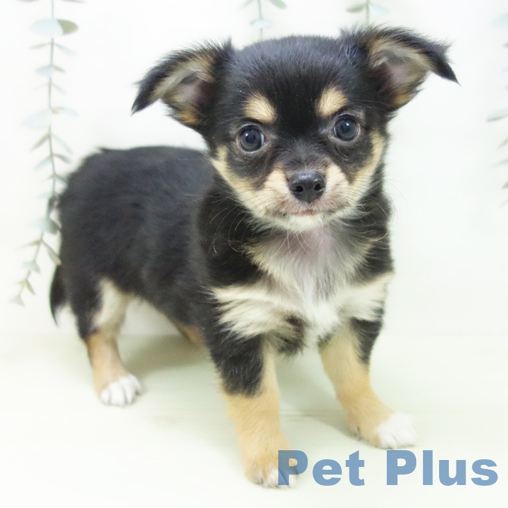 岩手県のチワワ(ロング) (ペットプラス 盛岡南店/2026年2月2日生まれ/男の子/ブラックタン)の子犬