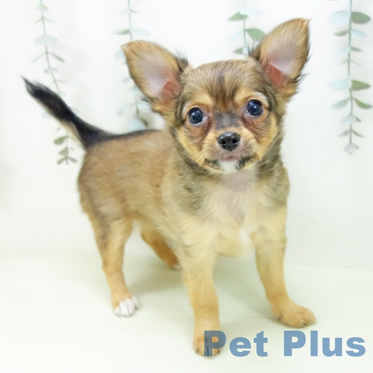 愛知県のチワワ(ロング) (ペットプラス 三好店/2026年2月2日生まれ/女の子/フォーン)の子犬の1枚目の画像