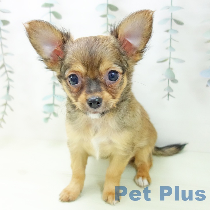 愛知県のチワワ(ロング) (ペットプラス 三好店/2026年2月2日生まれ/女の子/フォーン)の子犬の2枚目の画像