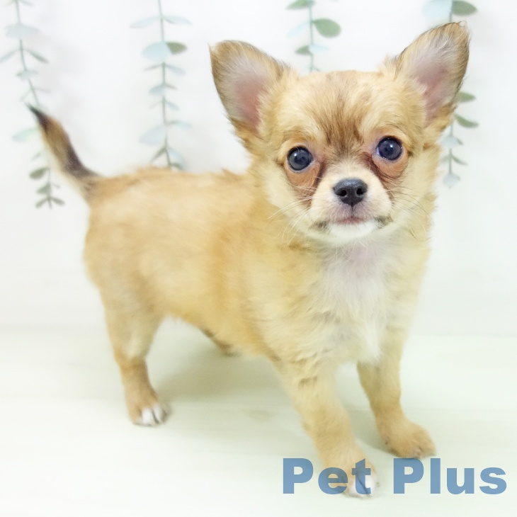 愛知県のチワワ(ロング) (ペットプラス イオンモール豊川店/2026年2月2日生まれ/女の子/フォーン)の子犬の1枚目の画像