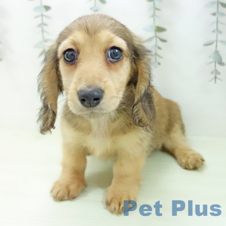 ミニチュア・ダックスフンド