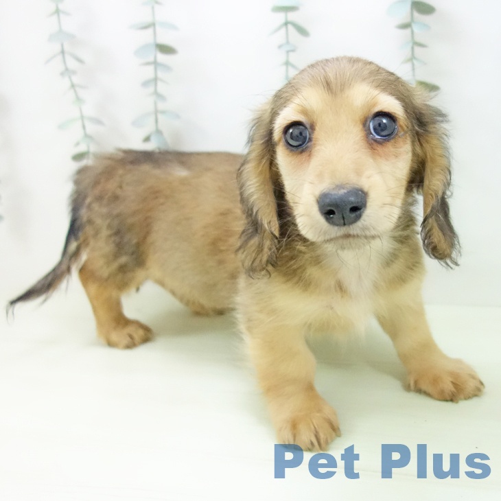 ミニチュア・ダックスフンド