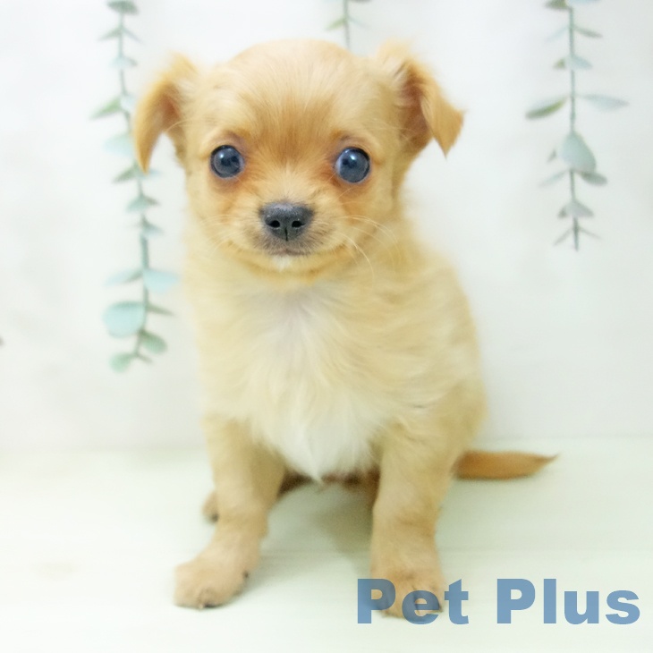愛知県のチワワ(ロング) (ペッツワン 東海店/2026年2月1日生まれ/男の子/ゴールド)の子犬の1枚目の画像