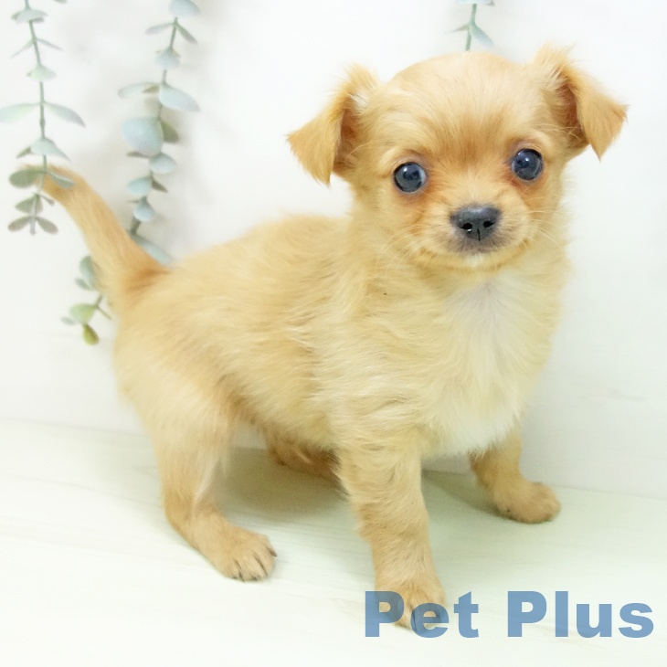 愛知県のチワワ(ロング) (ペッツワン 東海店/2026年2月1日生まれ/男の子/ゴールド)の子犬の2枚目の画像