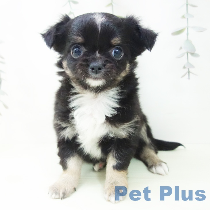 愛知県のチワワ(ロング) (ペッツワン 東海店/2026年2月1日生まれ/男の子/ブラックタンホワイト)の子犬の1枚目の画像