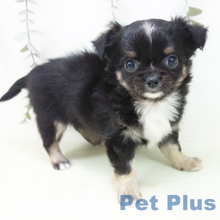 愛知県のチワワ(ロング) (ペッツワン 東海店/2026年2月1日生まれ/男の子/ブラックタンホワイト)の子犬の2枚目の画像