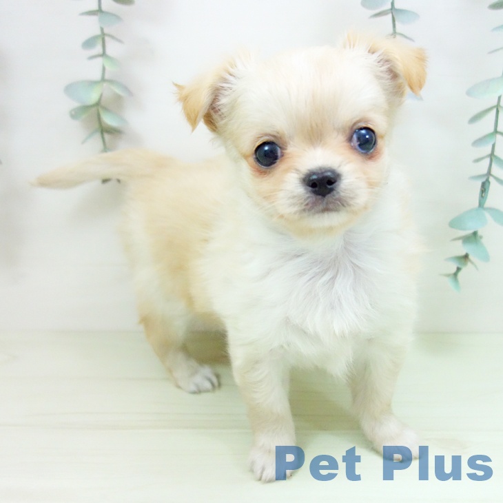 愛知県のチワワ(ロング) (ペットプラス 熱田店/2026年2月1日生まれ/女の子/クリーム)の子犬の1枚目の画像