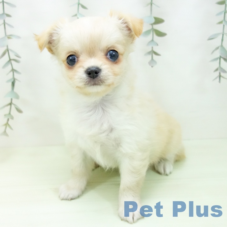 愛知県のチワワ(ロング) (ペットプラス 熱田店/2026年2月1日生まれ/女の子/クリーム)の子犬の2枚目の画像