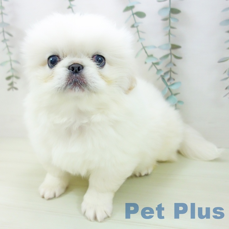 ペキニーズの写真2