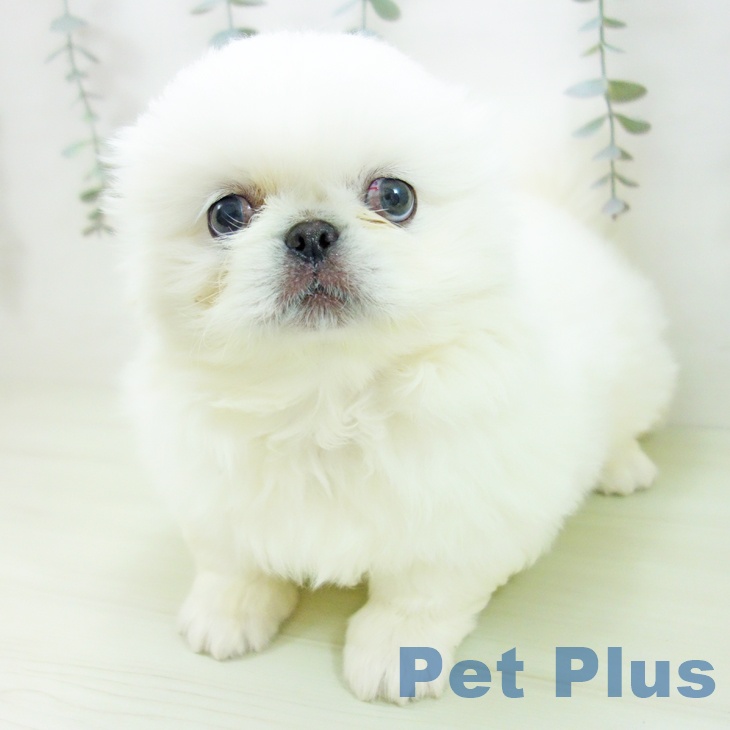 ペキニーズの写真2