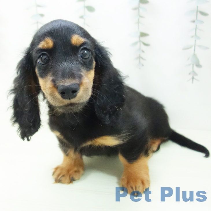 ミニチュア・ダックスフンドの写真2