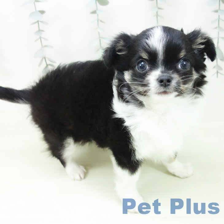東京都のチワワ(ロング) (ペットプラス 板橋店/2026年2月1日生まれ/男の子/ブラックタンホワイト)の子犬の1枚目の画像