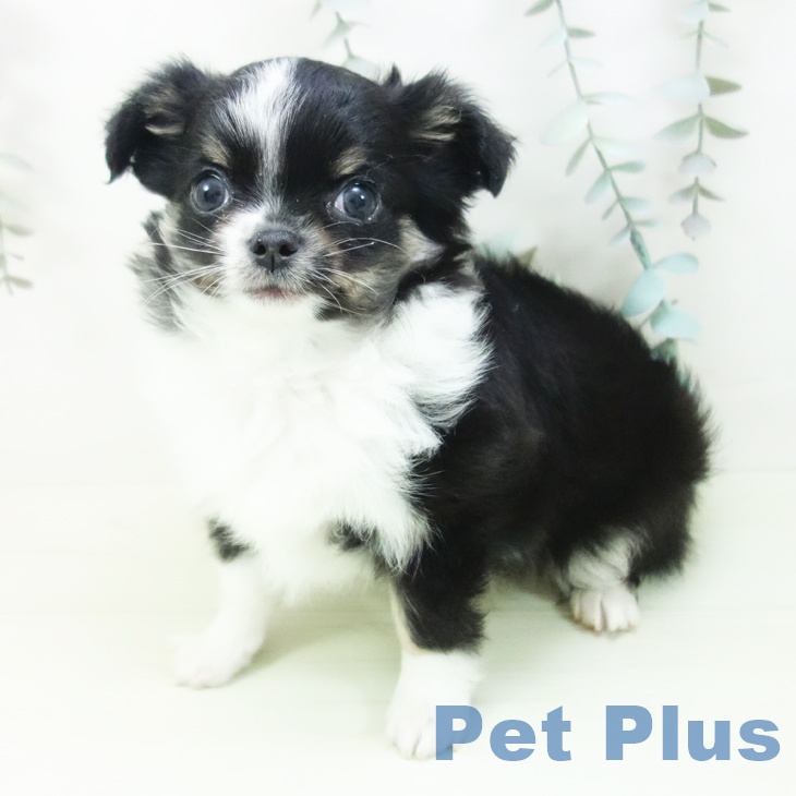 東京都のチワワ(ロング) (ペットプラス 板橋店/2026年2月1日生まれ/男の子/ブラックタンホワイト)の子犬の2枚目の画像
