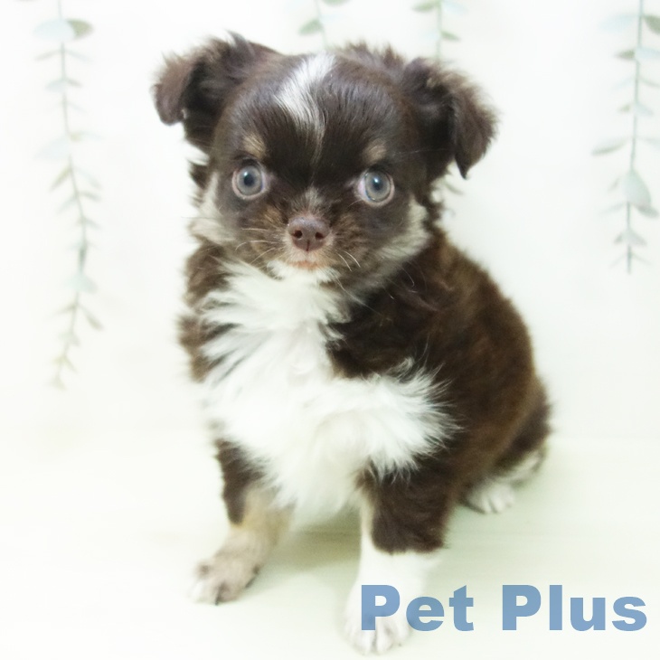 富山県のチワワ(ロング) (ペットプラス 高岡店/2026年2月1日生まれ/男の子/チョコレートタンホワイト)の子犬の1枚目の画像