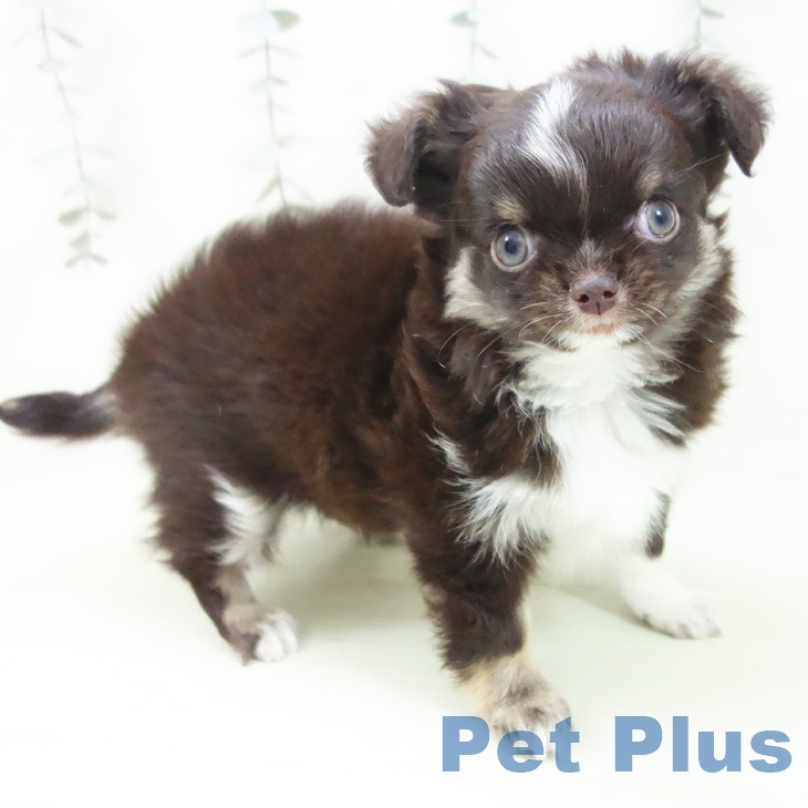 富山県のチワワ(ロング) (ペットプラス 高岡店/2026年2月1日生まれ/男の子/チョコレートタンホワイト)の子犬の2枚目の画像