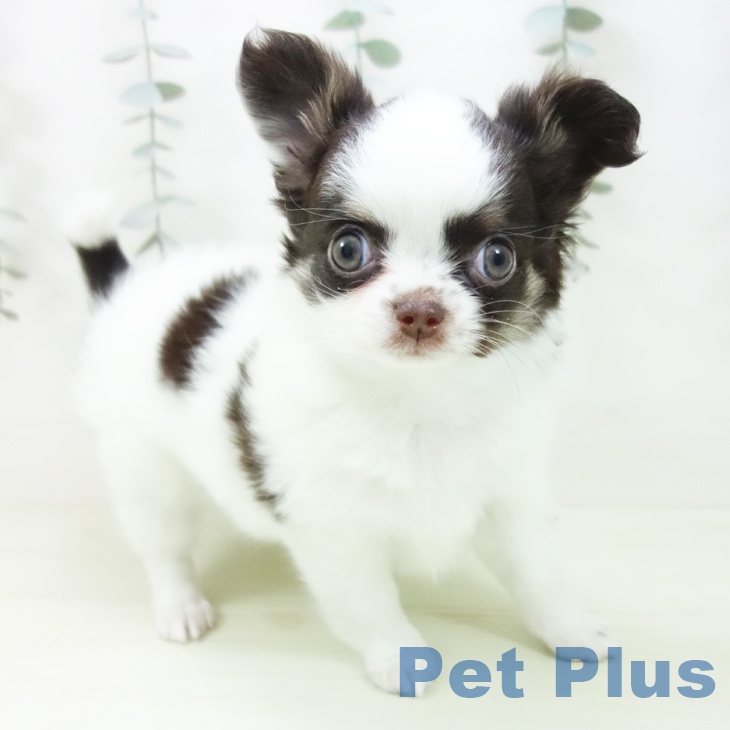 愛知県のチワワ(ロング) (ペットプラス mozoワンダーシティ店/2026年2月1日生まれ/女の子/ホワイトチョコレートタン)の子犬の1枚目の画像