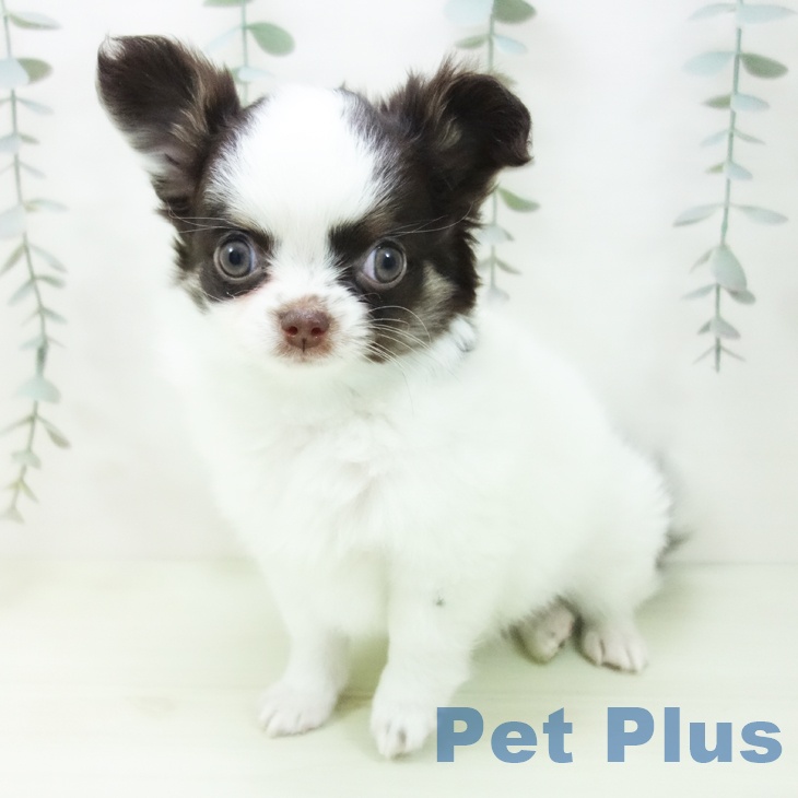 愛知県のチワワ(ロング) (ペットプラス mozoワンダーシティ店/2026年2月1日生まれ/女の子/ホワイトチョコレートタン)の子犬の2枚目の画像