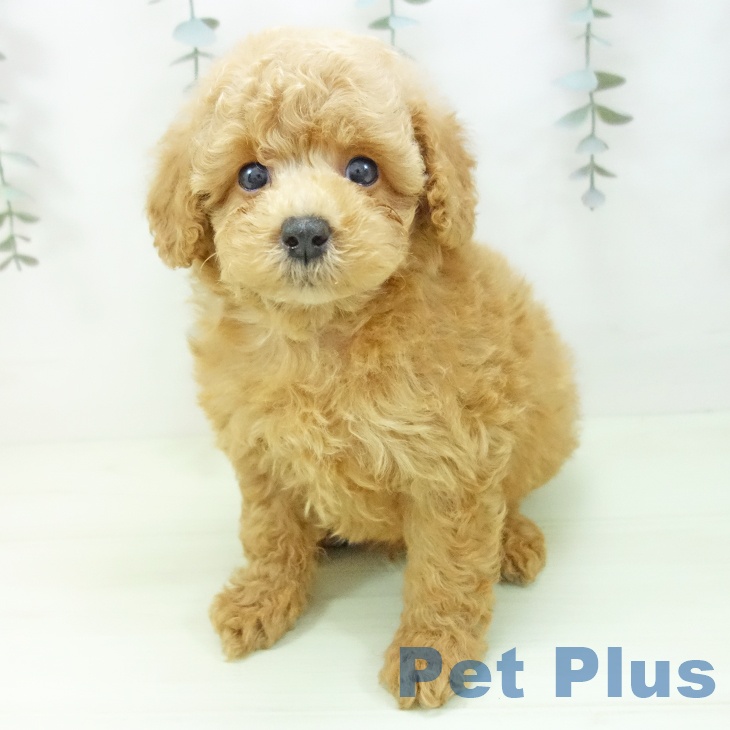 トイ・プードルの写真2