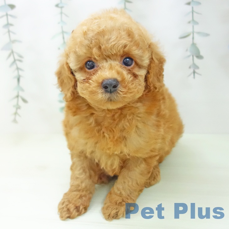 石川県のトイプードル(トイ) (ペットプラス 白山店/2026年2月2日生まれ/男の子/レッドフォーン)の子犬の1枚目の画像