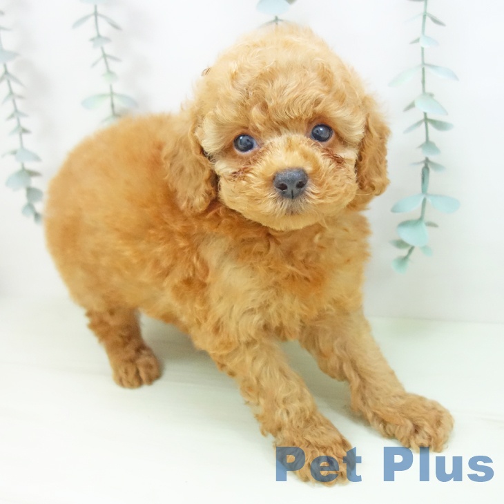 石川県のトイプードル(トイ) (ペットプラス 白山店/2026年2月2日生まれ/男の子/レッドフォーン)の子犬の2枚目の画像