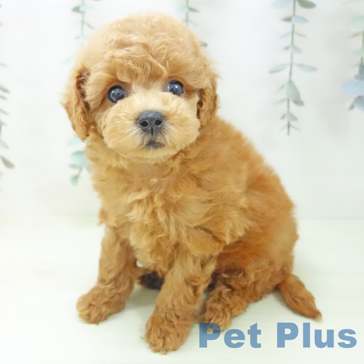 トイ・プードルの写真2