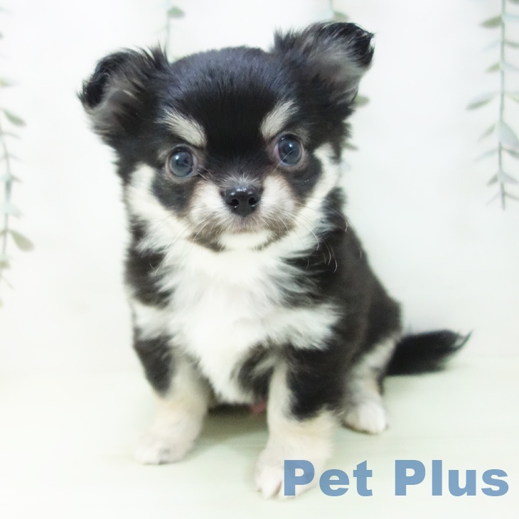 東京都のチワワ(ロング) (ペットプラス 日の出店/2026年2月1日生まれ/男の子/ブラッククリーム)の子犬の1枚目の画像