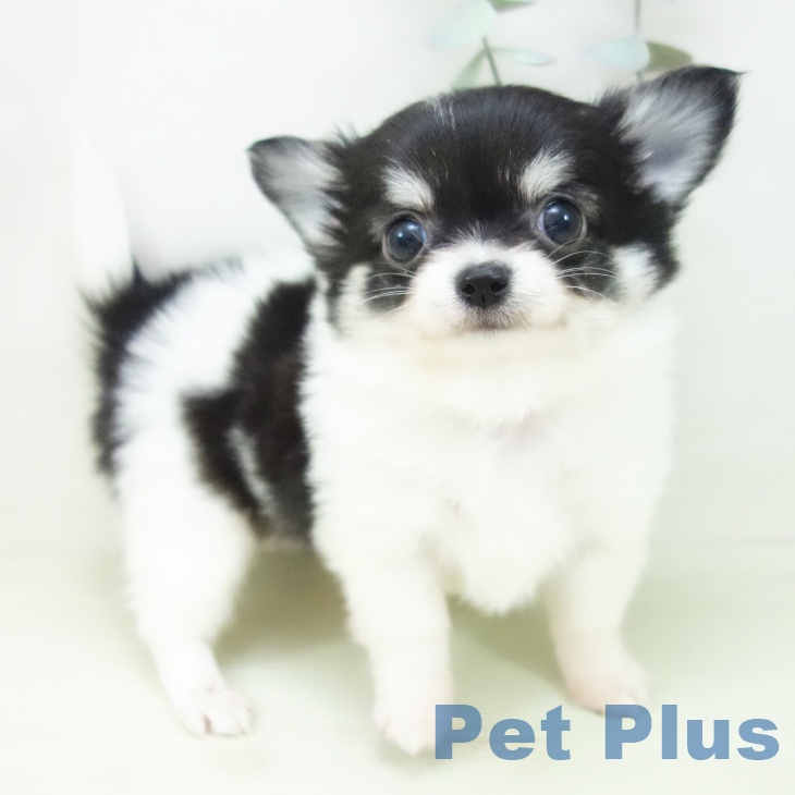 愛知県のチワワ(ロング) (ペットプラス 岡崎店/2026年2月1日生まれ/男の子/ブラッククリームホワイト)の子犬の1枚目の画像