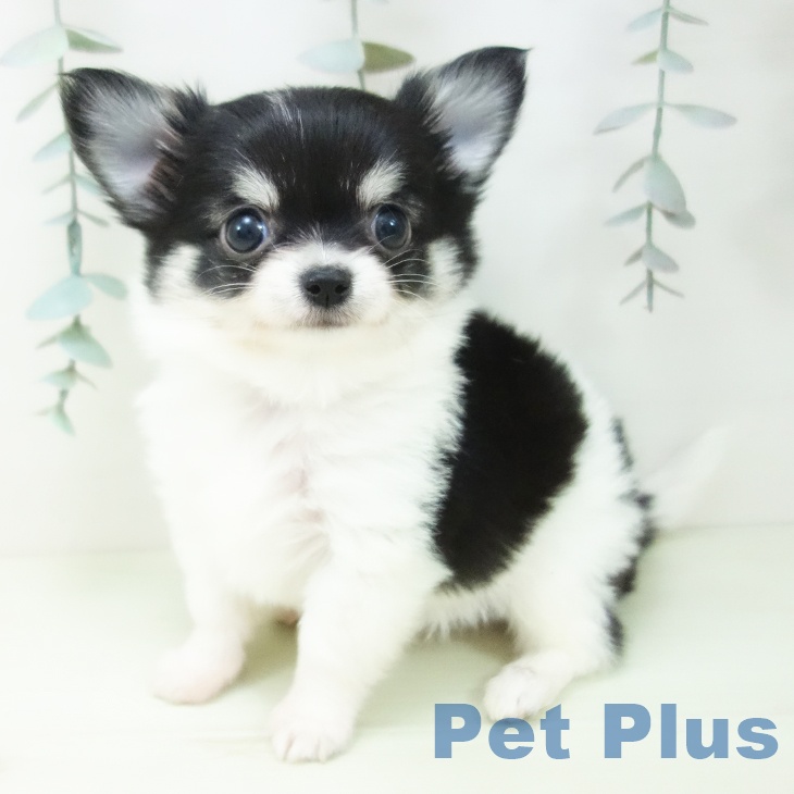 愛知県のチワワ(ロング) (ペットプラス 岡崎店/2026年2月1日生まれ/男の子/ブラッククリームホワイト)の子犬の2枚目の画像