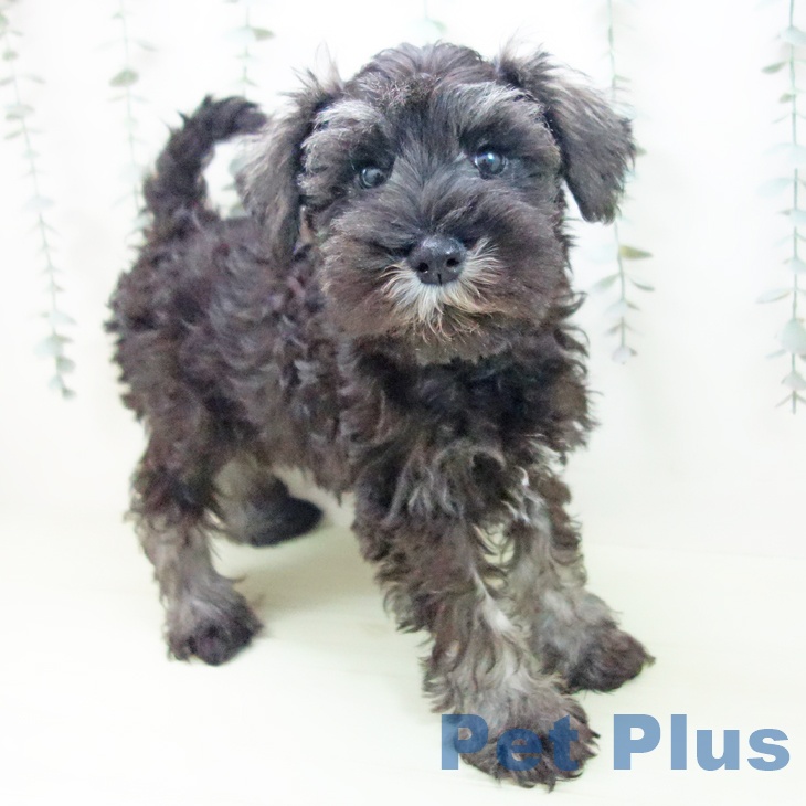 兵庫県のミニチュアシュナウザー (ペットプラス 姫路大津店/2026年1月29日生まれ/男の子/ソルトペッパー)の子犬の1枚目の画像