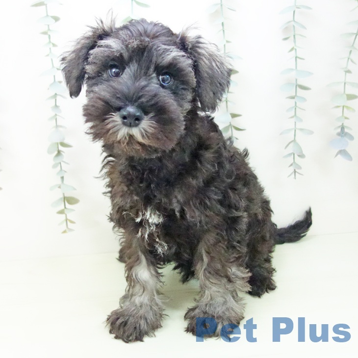 兵庫県のミニチュアシュナウザー (ペットプラス 姫路大津店/2026年1月29日生まれ/男の子/ソルトペッパー)の子犬の2枚目の画像