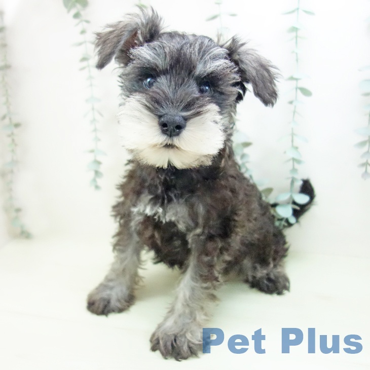 ミニチュア・シュナウザー