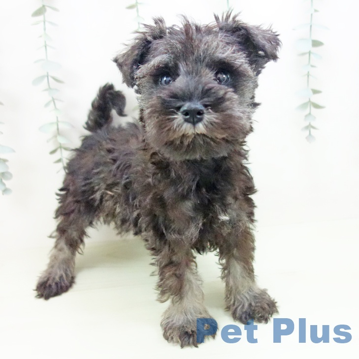 大阪府のミニチュアシュナウザー (ペットプラス 四條畷店/2026年1月29日生まれ/女の子/ソルトペッパー)の子犬の1枚目の画像