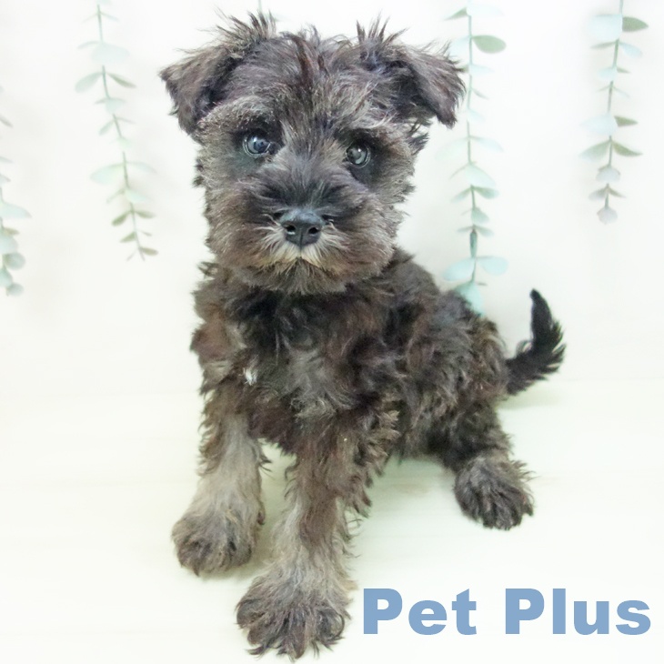 大阪府のミニチュアシュナウザー (ペットプラス 四條畷店/2026年1月29日生まれ/女の子/ソルトペッパー)の子犬の2枚目の画像