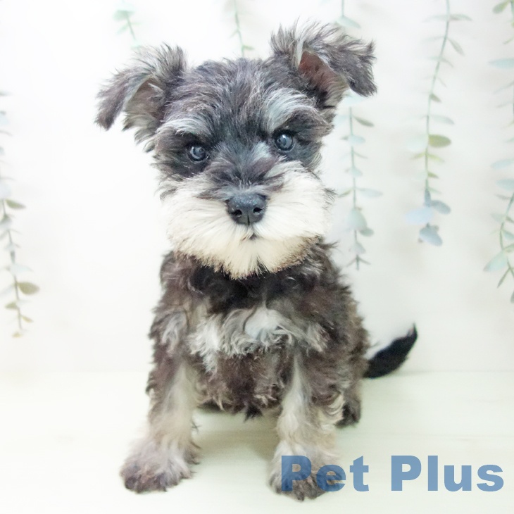 ミニチュア・シュナウザー