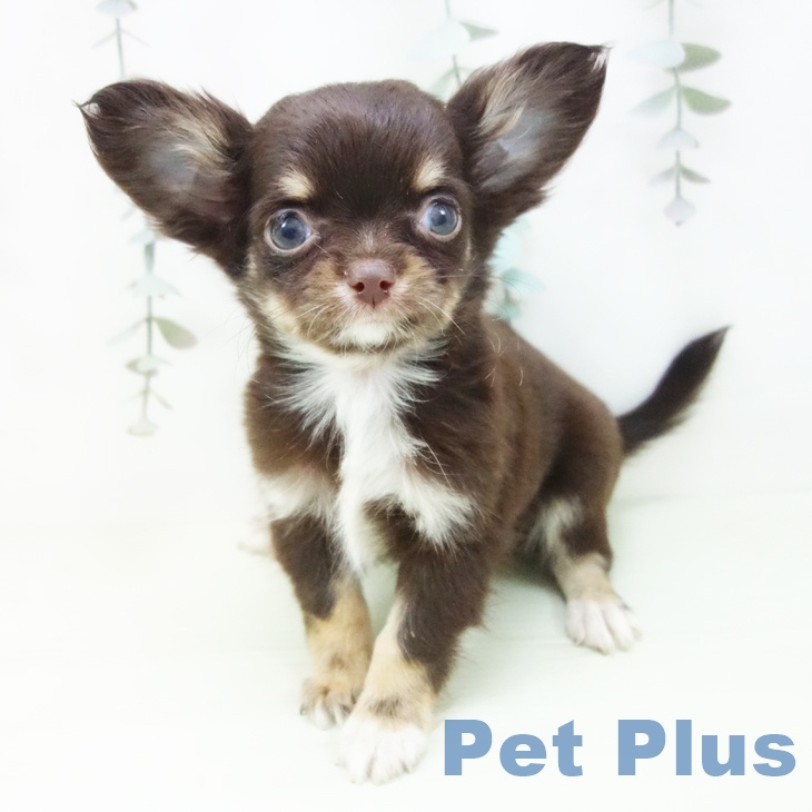 三重県のチワワ(ロング) (ペットプラス 津南店/2026年1月31日生まれ/男の子/チョコレートタンホワイト)の子犬の1枚目の画像