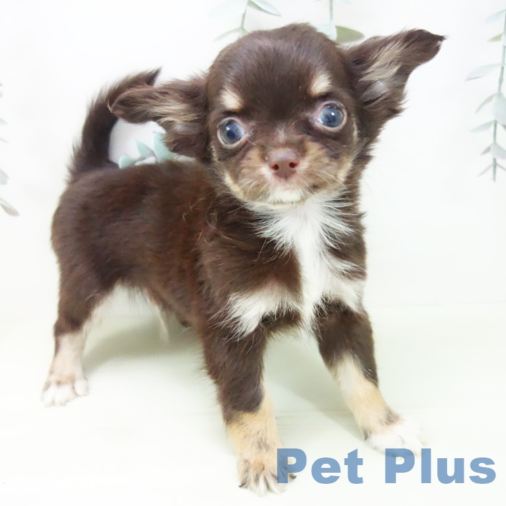 三重県のチワワ(ロング) (ペットプラス 津南店/2026年1月31日生まれ/男の子/チョコレートタンホワイト)の子犬の2枚目の画像