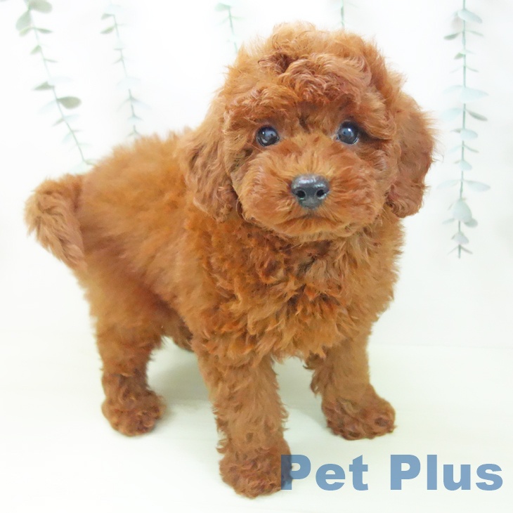 トイ・プードル